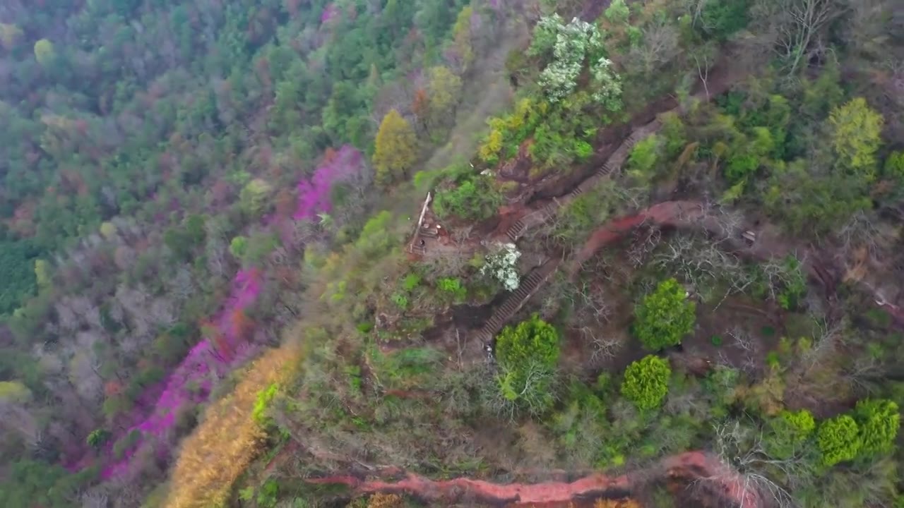 浙江天台县，赤城山，紫荆花的季节，合集视频素材画面1