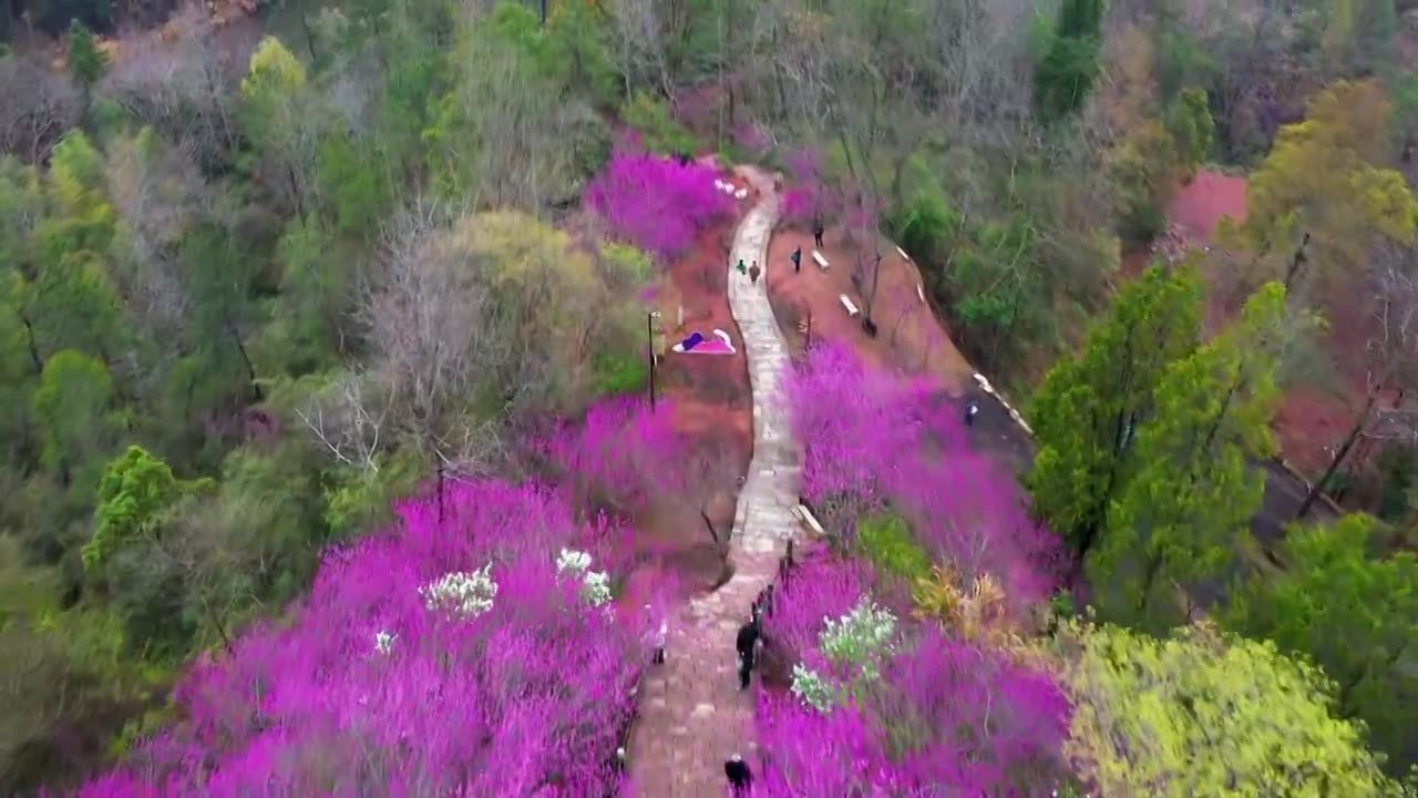浙江天台县，赤城山，紫荆花的季节，合集视频素材画面1