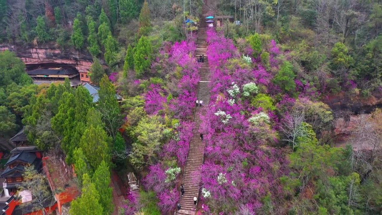 浙江天台县，赤城山，紫荆花的季节，合集视频素材画面3