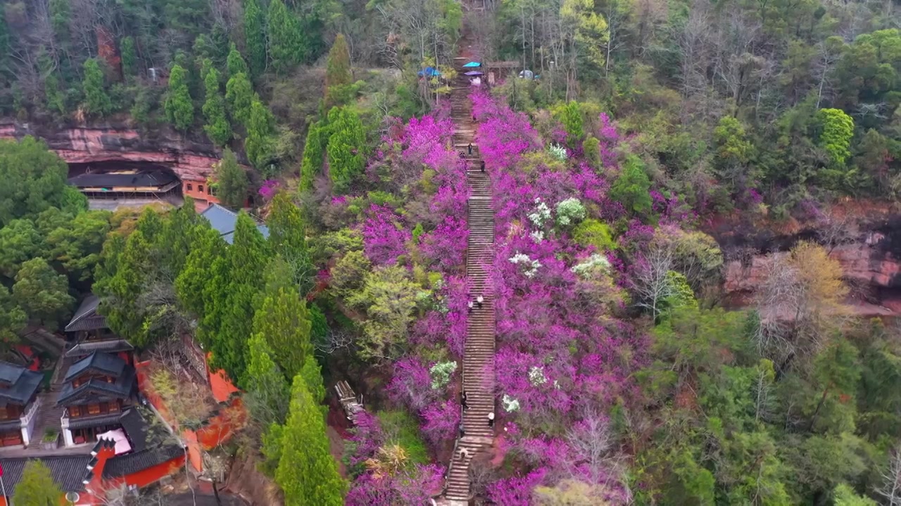 浙江天台县，赤城山，紫荆花的季节，合集视频素材画面4