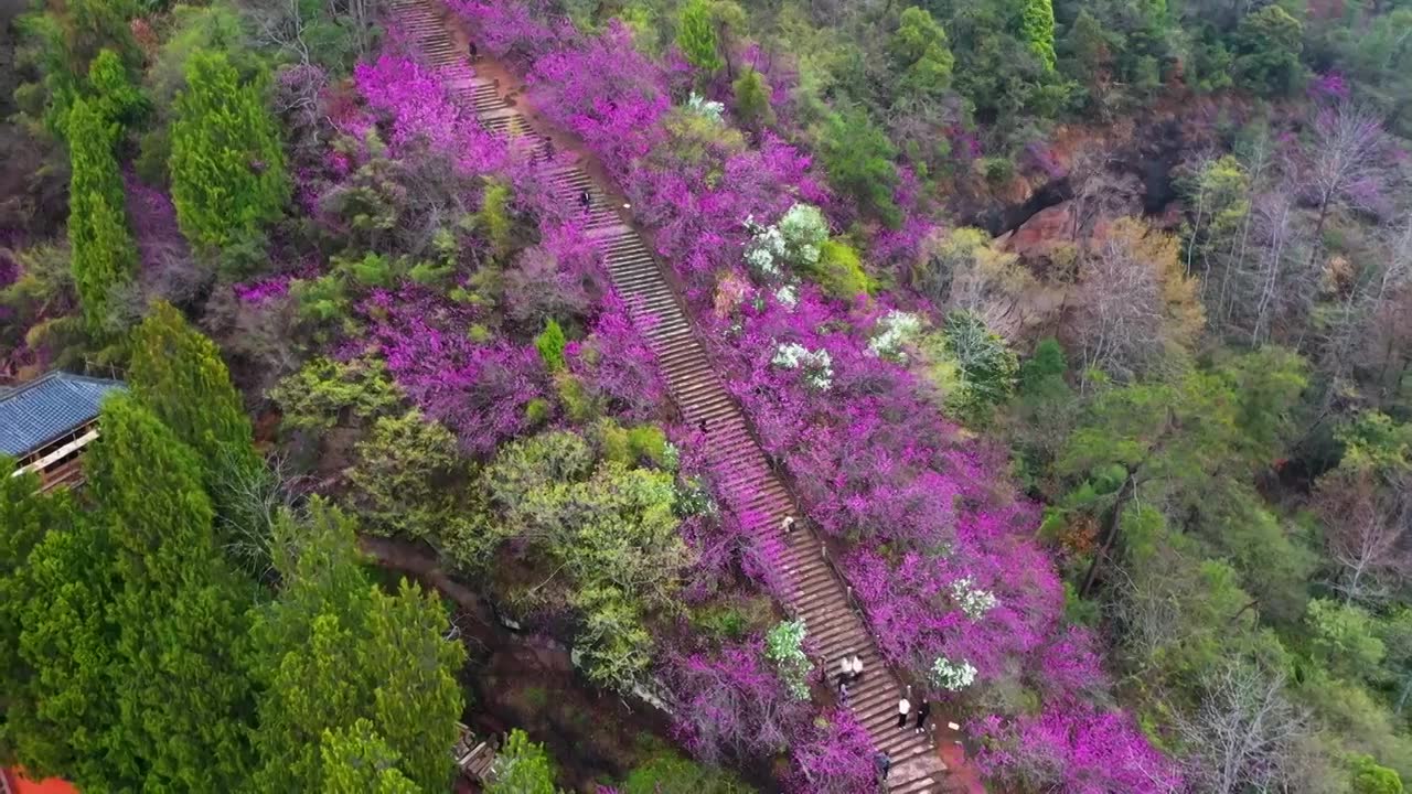 浙江天台县，赤城山，紫荆花的季节，合集视频素材画面1