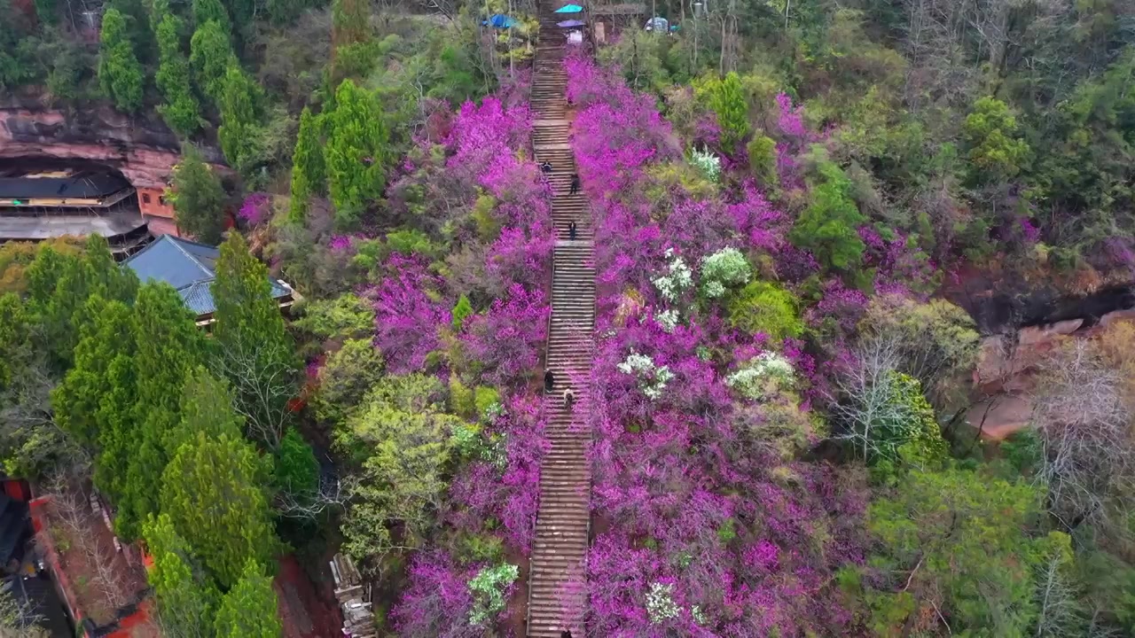 浙江天台县，赤城山，紫荆花的季节，合集视频素材画面3