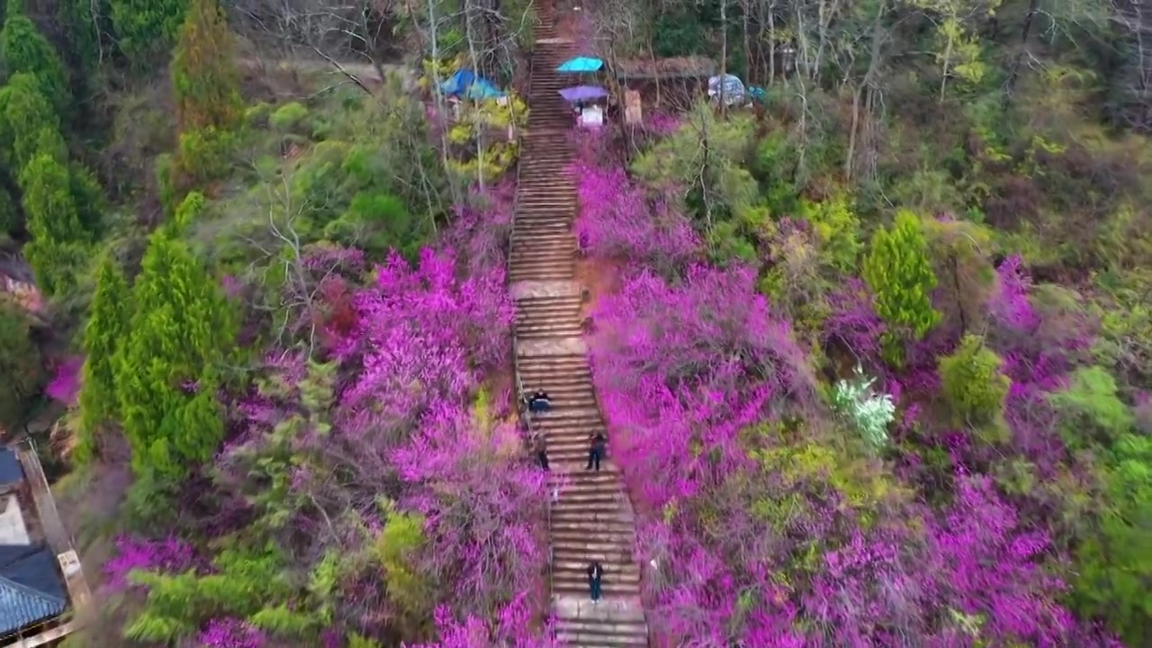 浙江天台县，赤城山，紫荆花的季节，合集视频素材画面4