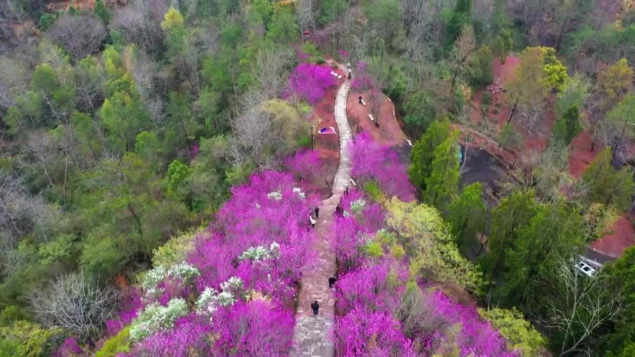 浙江天台县，赤城山，紫荆花的季节，合集视频素材画面1