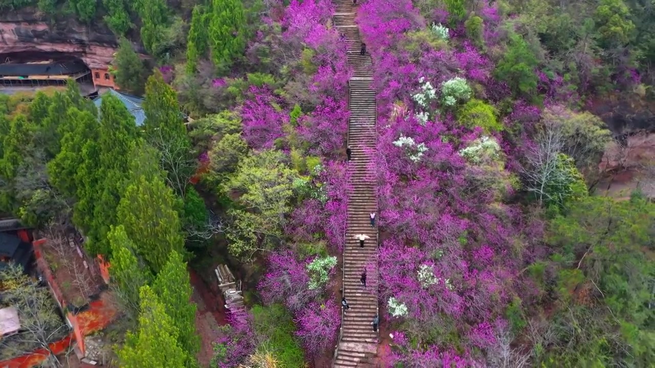 浙江天台县，赤城山，紫荆花的季节，合集视频素材画面3
