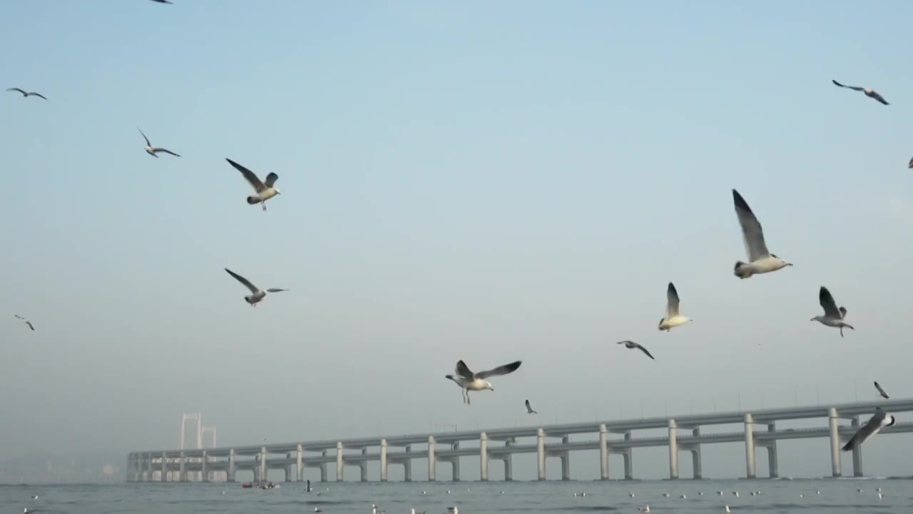 逐浪而飞：黑石礁的滨海鸥影视频素材画面1