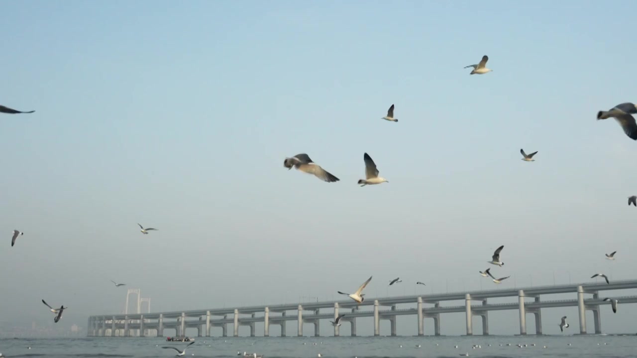 逐浪而飞：黑石礁的滨海鸥影视频素材画面3