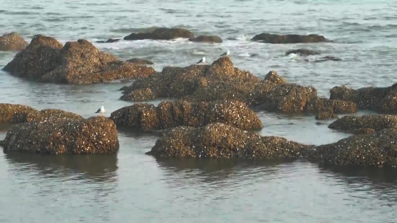 逐浪而飞：黑石礁的滨海鸥影视频素材画面1