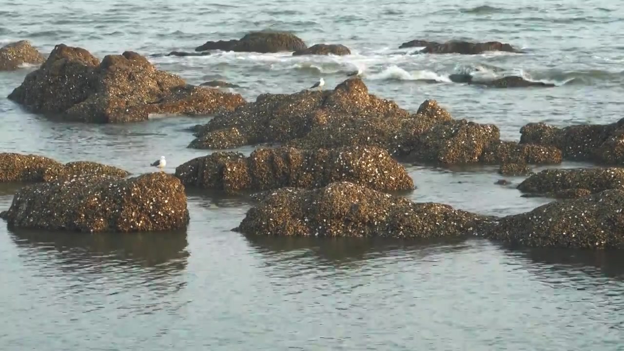 逐浪而飞：黑石礁的滨海鸥影视频素材画面3