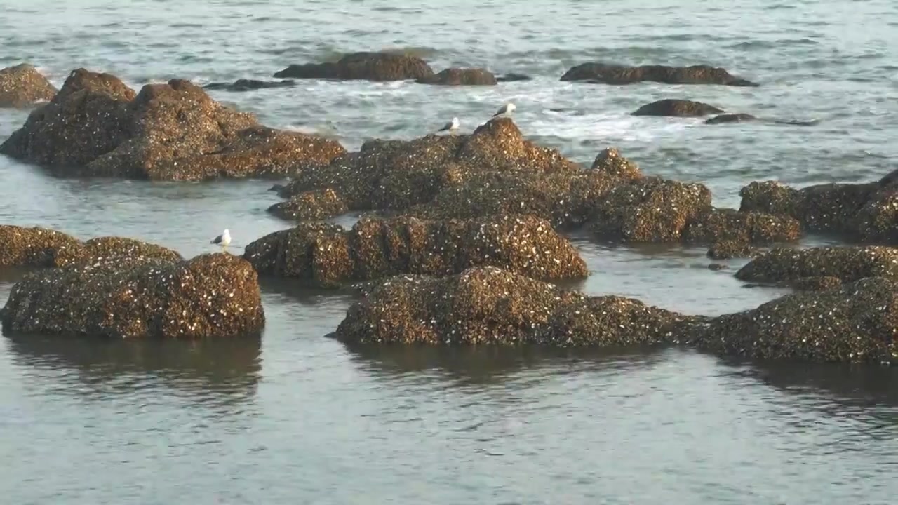 逐浪而飞：黑石礁的滨海鸥影视频素材画面4