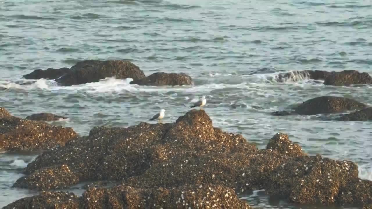 逐浪而飞：黑石礁的滨海鸥影视频素材画面1