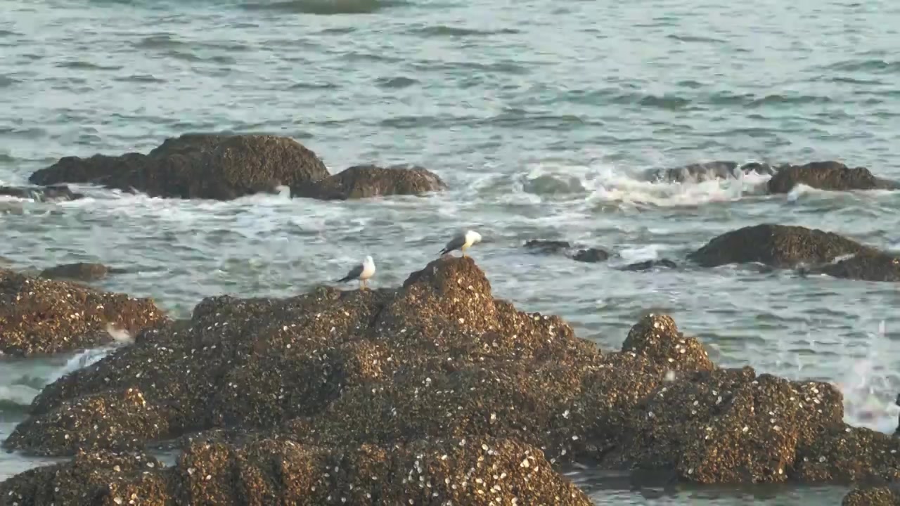 逐浪而飞：黑石礁的滨海鸥影视频素材画面3