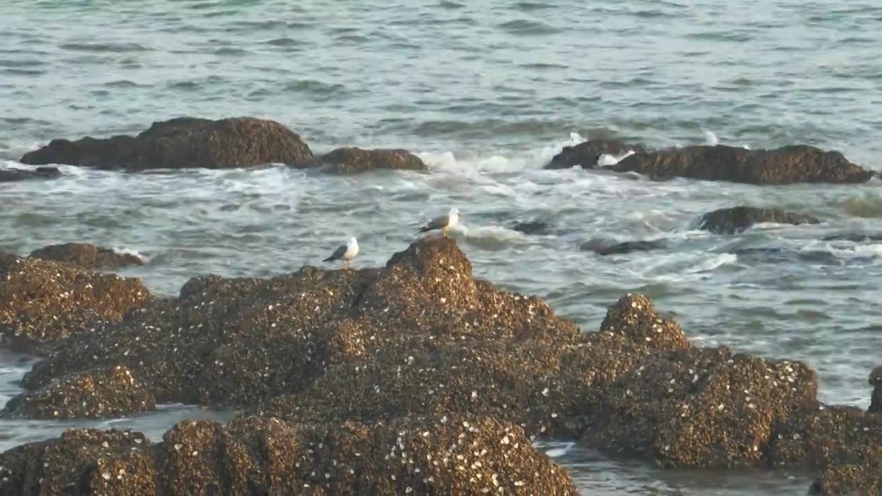 逐浪而飞：黑石礁的滨海鸥影视频素材画面4