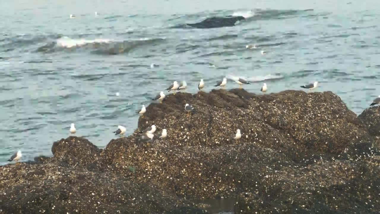 逐浪而飞：黑石礁的滨海鸥影视频素材画面1