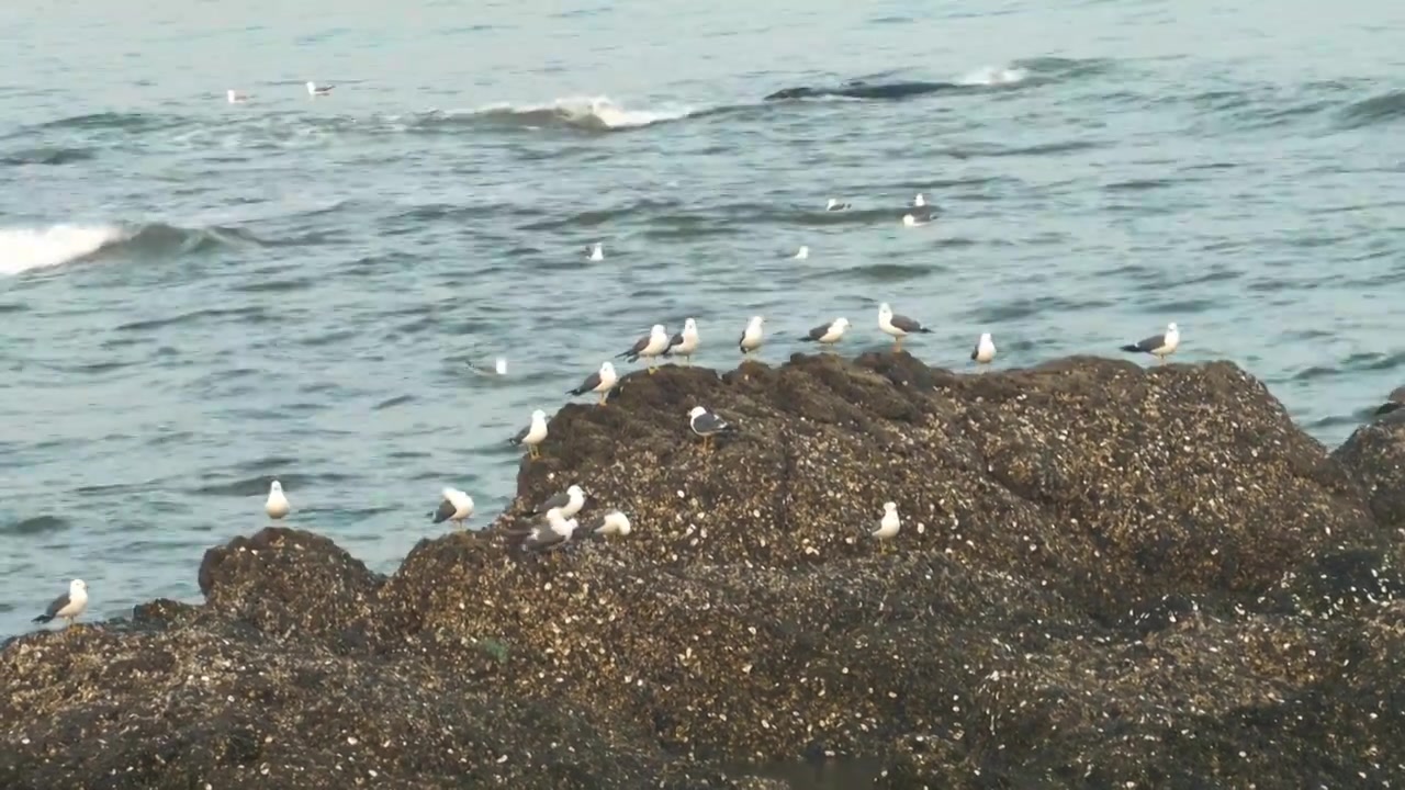 逐浪而飞：黑石礁的滨海鸥影视频素材画面3
