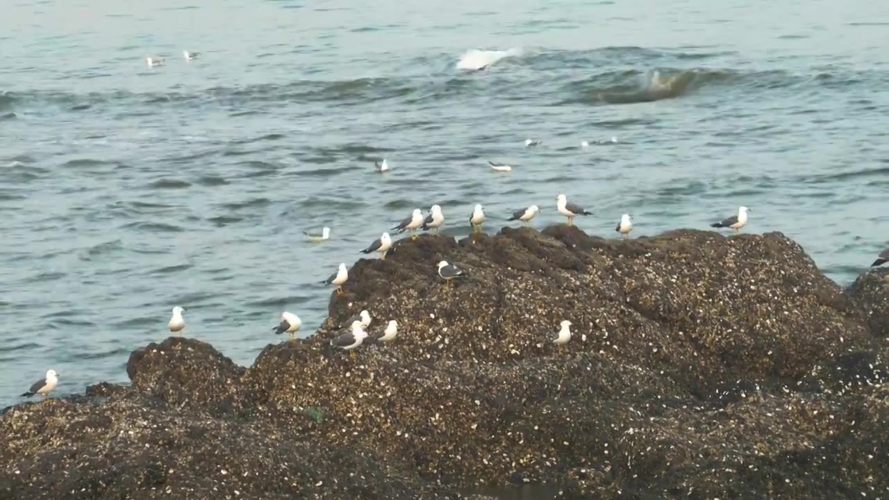 逐浪而飞：黑石礁的滨海鸥影视频素材画面4