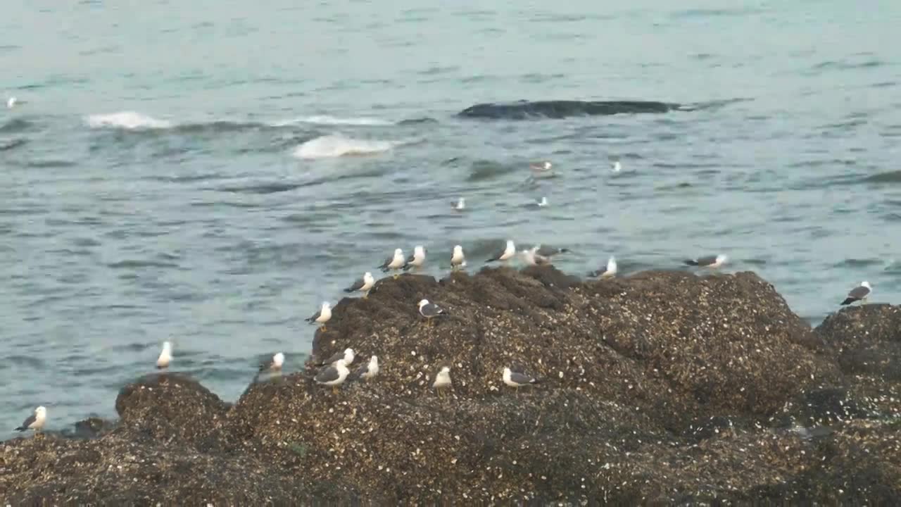 逐浪而飞：黑石礁的滨海鸥影视频素材画面1