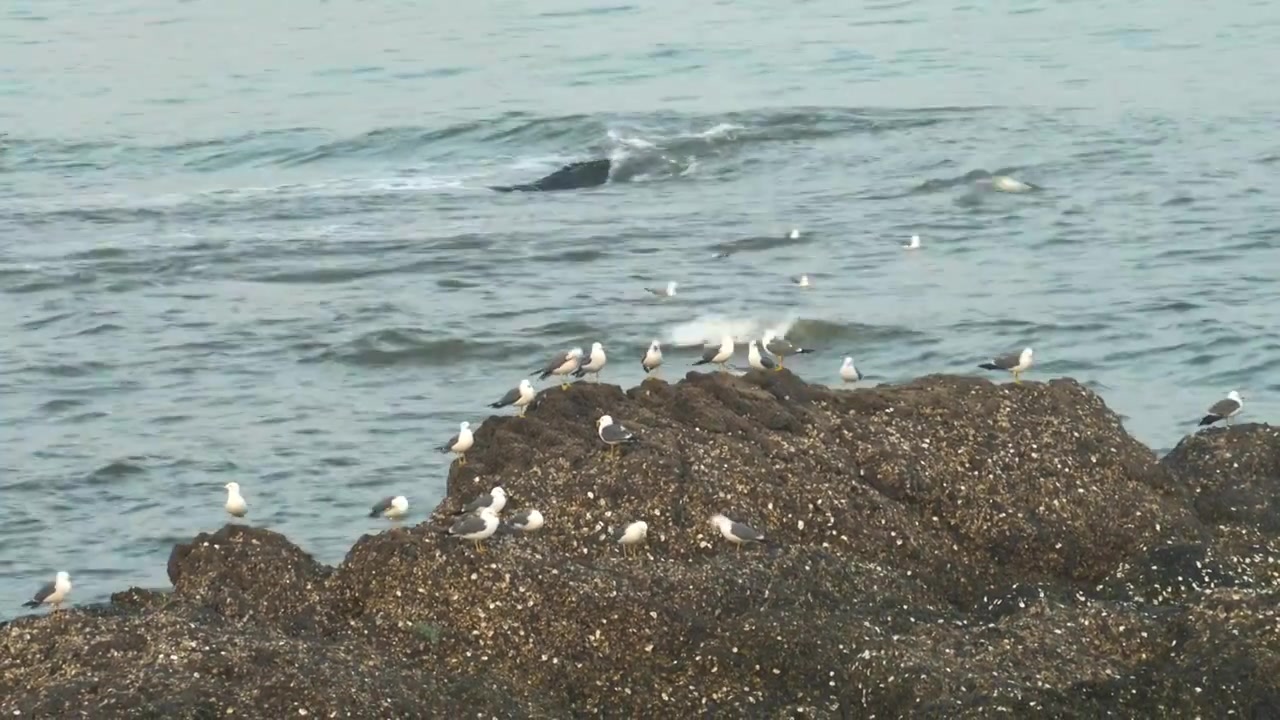 逐浪而飞：黑石礁的滨海鸥影视频素材画面3
