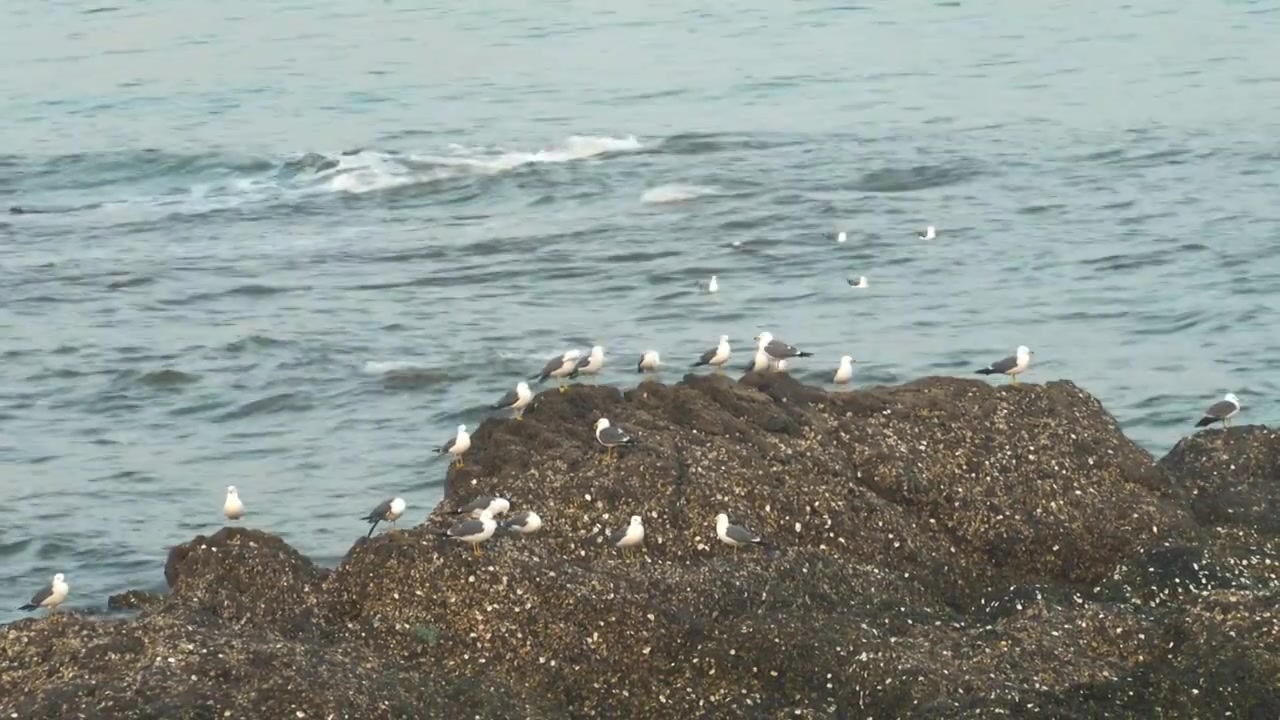 逐浪而飞：黑石礁的滨海鸥影视频素材画面4