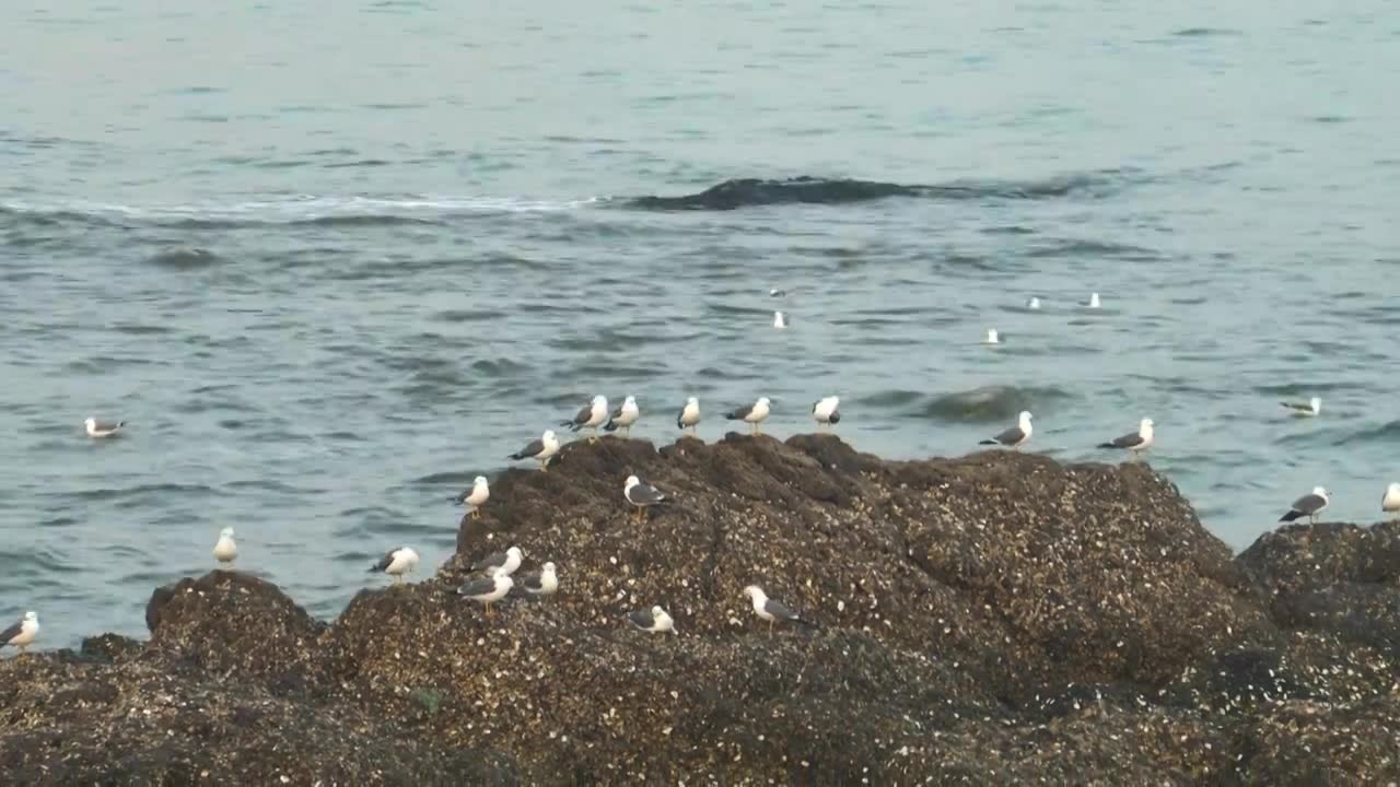 逐浪而飞：黑石礁的滨海鸥影视频素材画面1