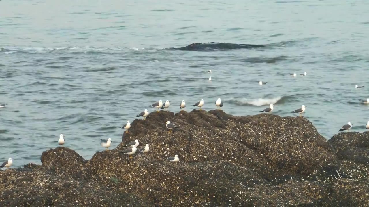 逐浪而飞：黑石礁的滨海鸥影视频素材画面3