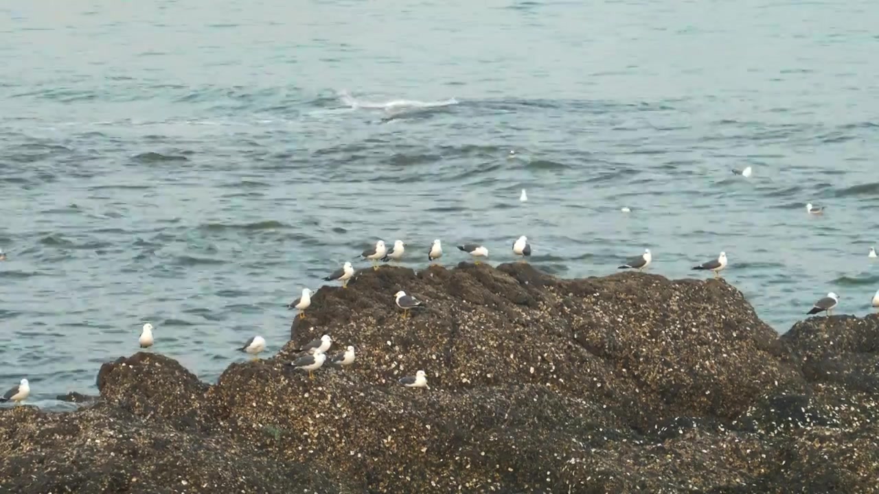 逐浪而飞：黑石礁的滨海鸥影视频素材画面4