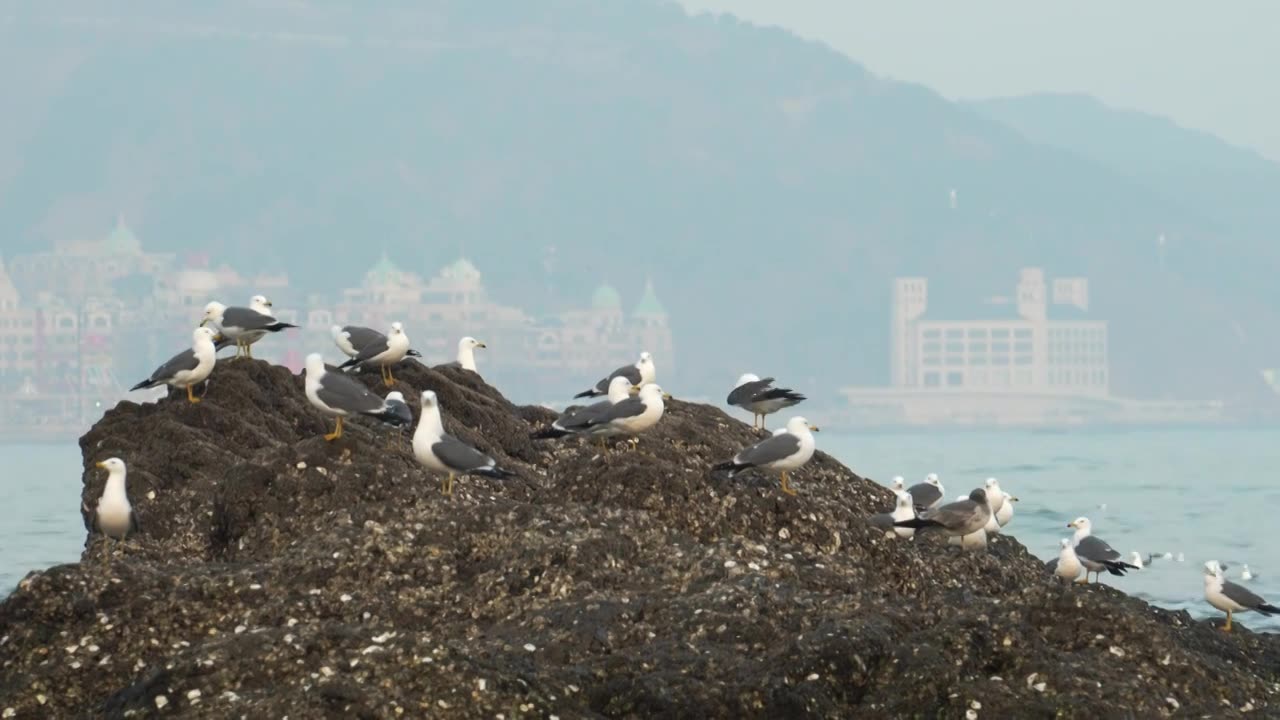 逐浪而飞：黑石礁的滨海鸥影视频素材画面1