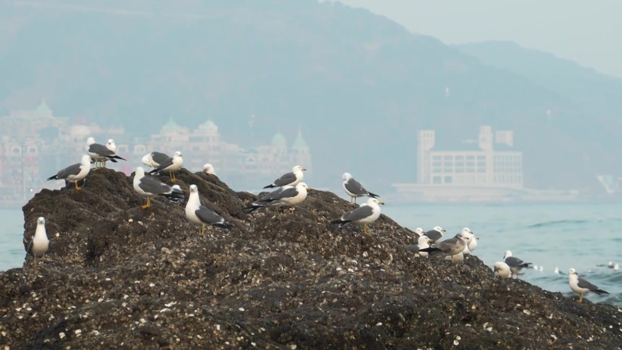 逐浪而飞：黑石礁的滨海鸥影视频素材画面4