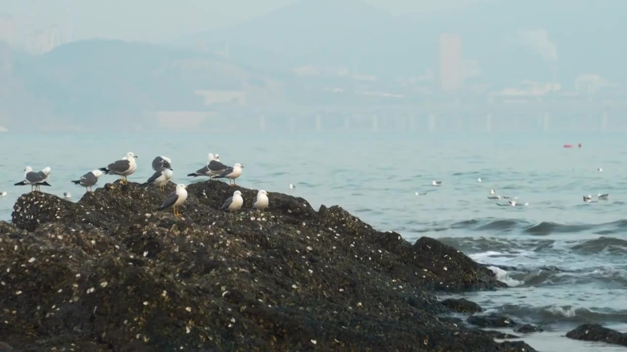 逐浪而飞：黑石礁的滨海鸥影视频素材画面1