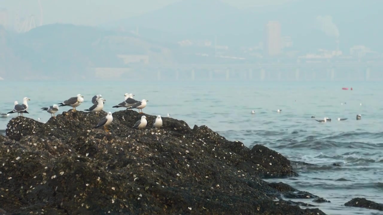 逐浪而飞：黑石礁的滨海鸥影视频素材画面3