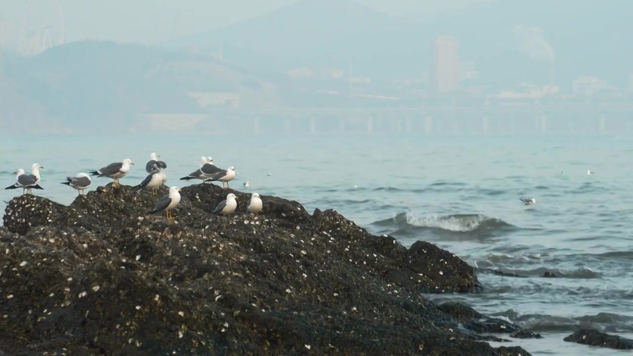 逐浪而飞：黑石礁的滨海鸥影视频素材画面4