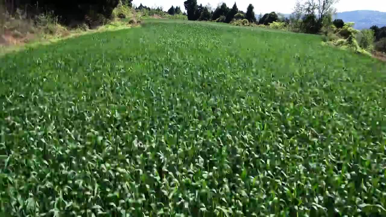 小麦地低视角航拍视频素材画面1