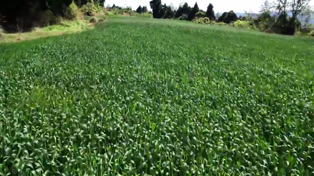 小麦地低视角航拍视频素材画面3