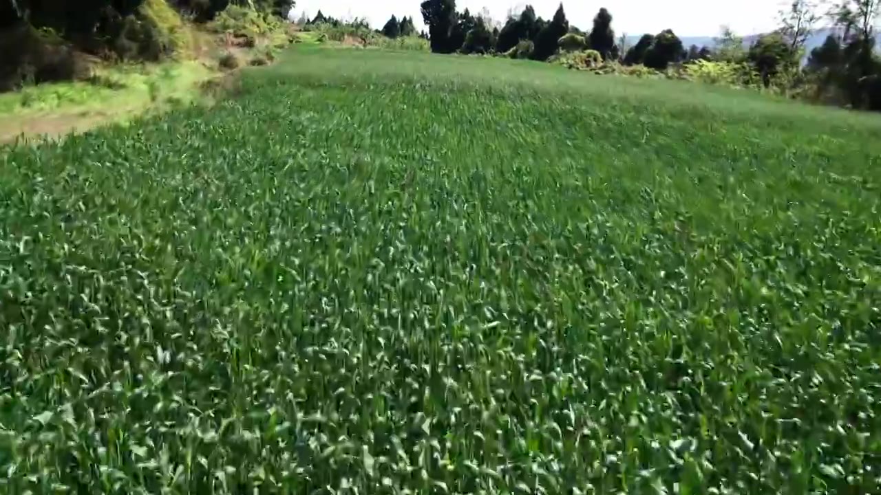 小麦地低视角航拍视频素材画面4