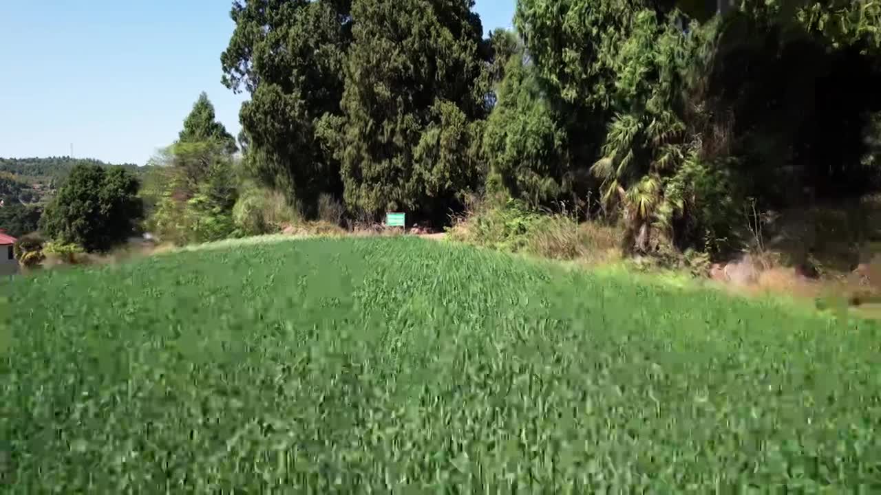 小麦地低视角航拍视频素材画面1
