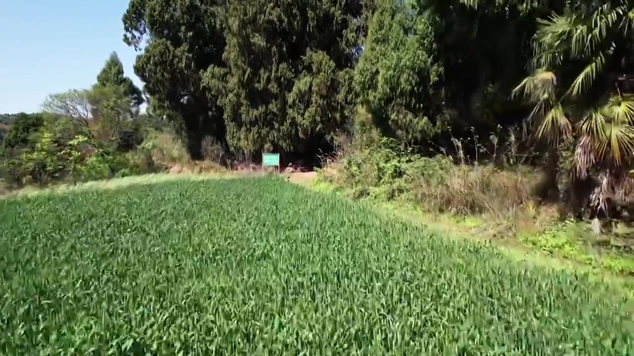 小麦地低视角航拍视频素材画面3