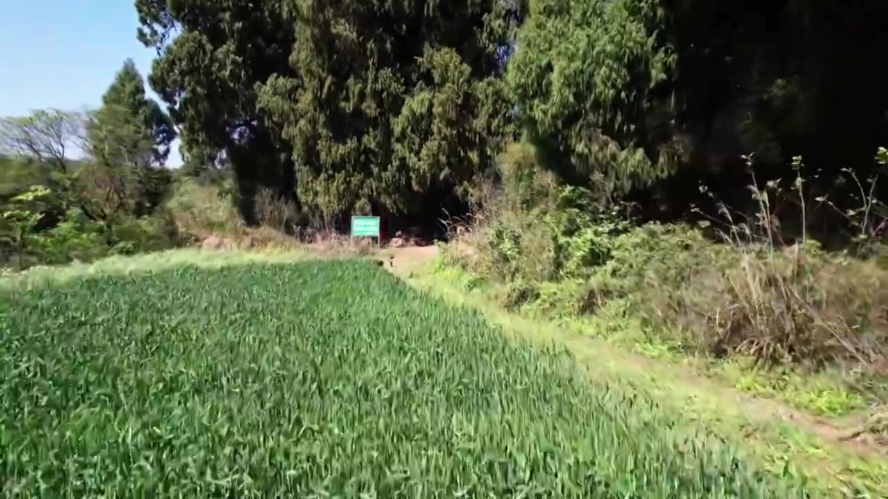 小麦地低视角航拍视频素材画面4