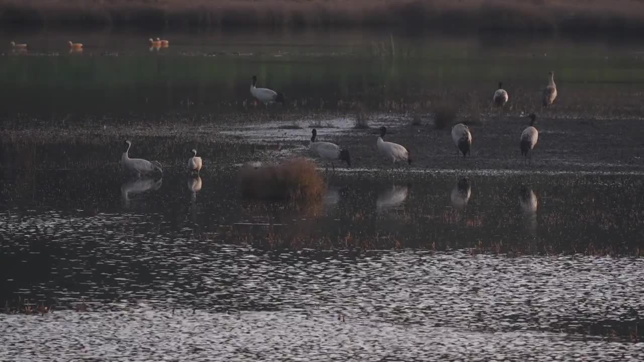 云南昭通高原湿地中的珍稀鸟类黑颈鹤视频素材画面1