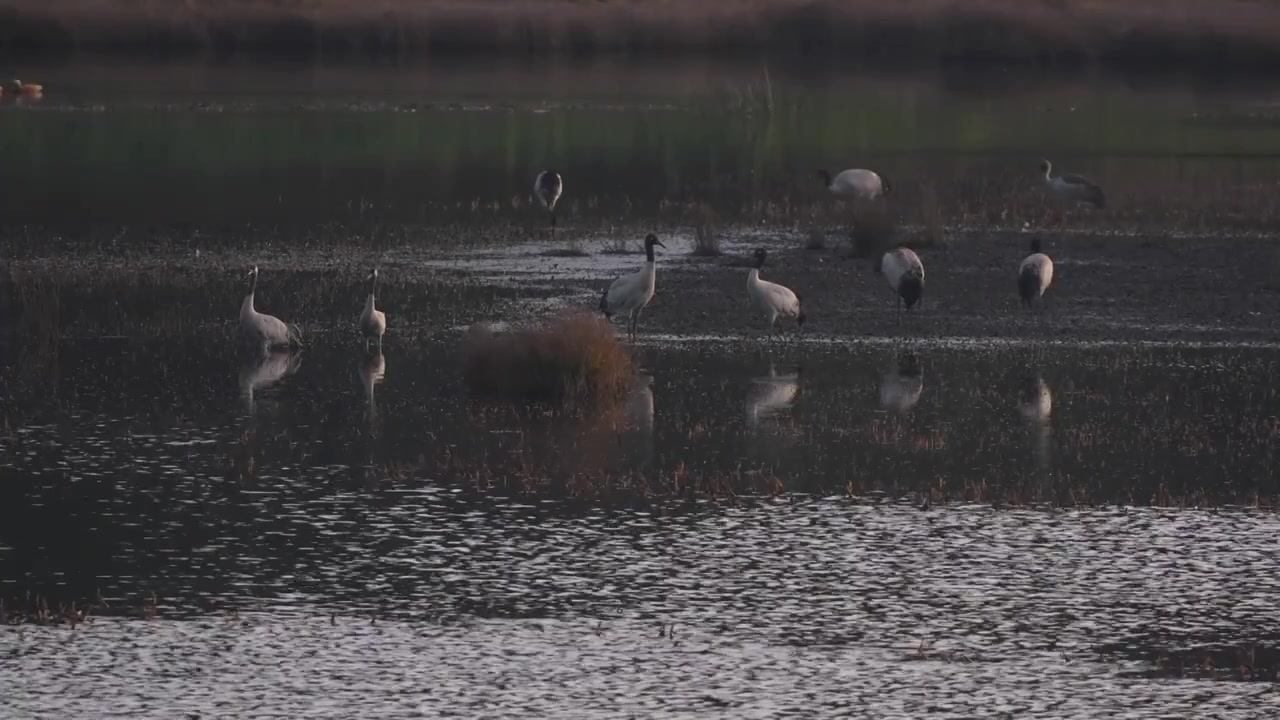 云南昭通高原湿地中的珍稀鸟类黑颈鹤视频素材画面3
