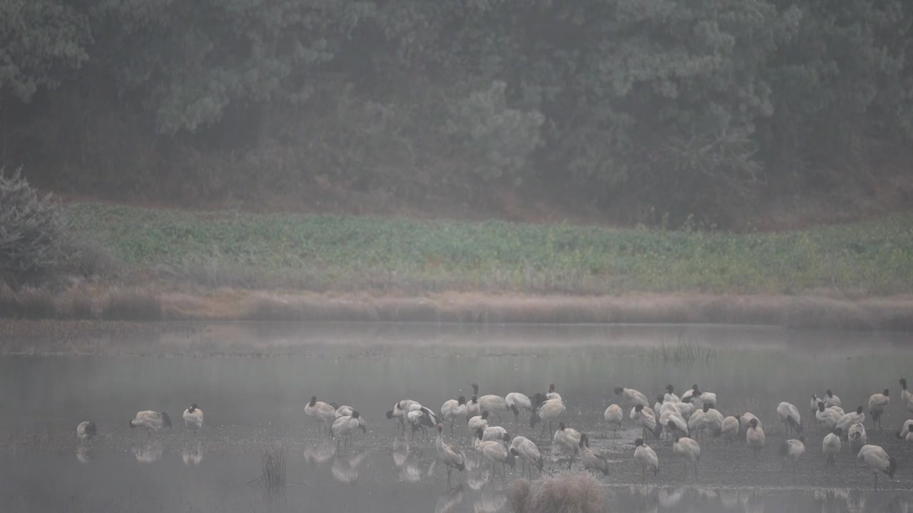 云南昭通高原湿地中的珍稀鸟类黑颈鹤视频素材画面1
