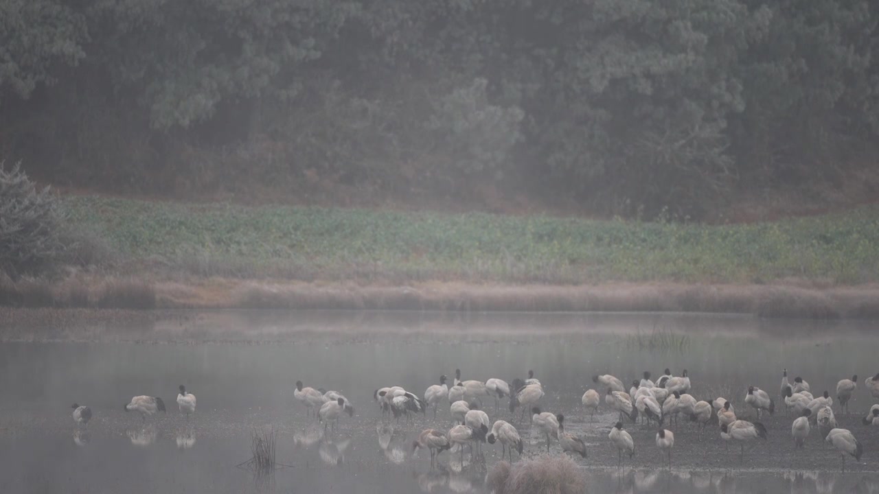云南昭通高原湿地中的珍稀鸟类黑颈鹤视频素材画面3