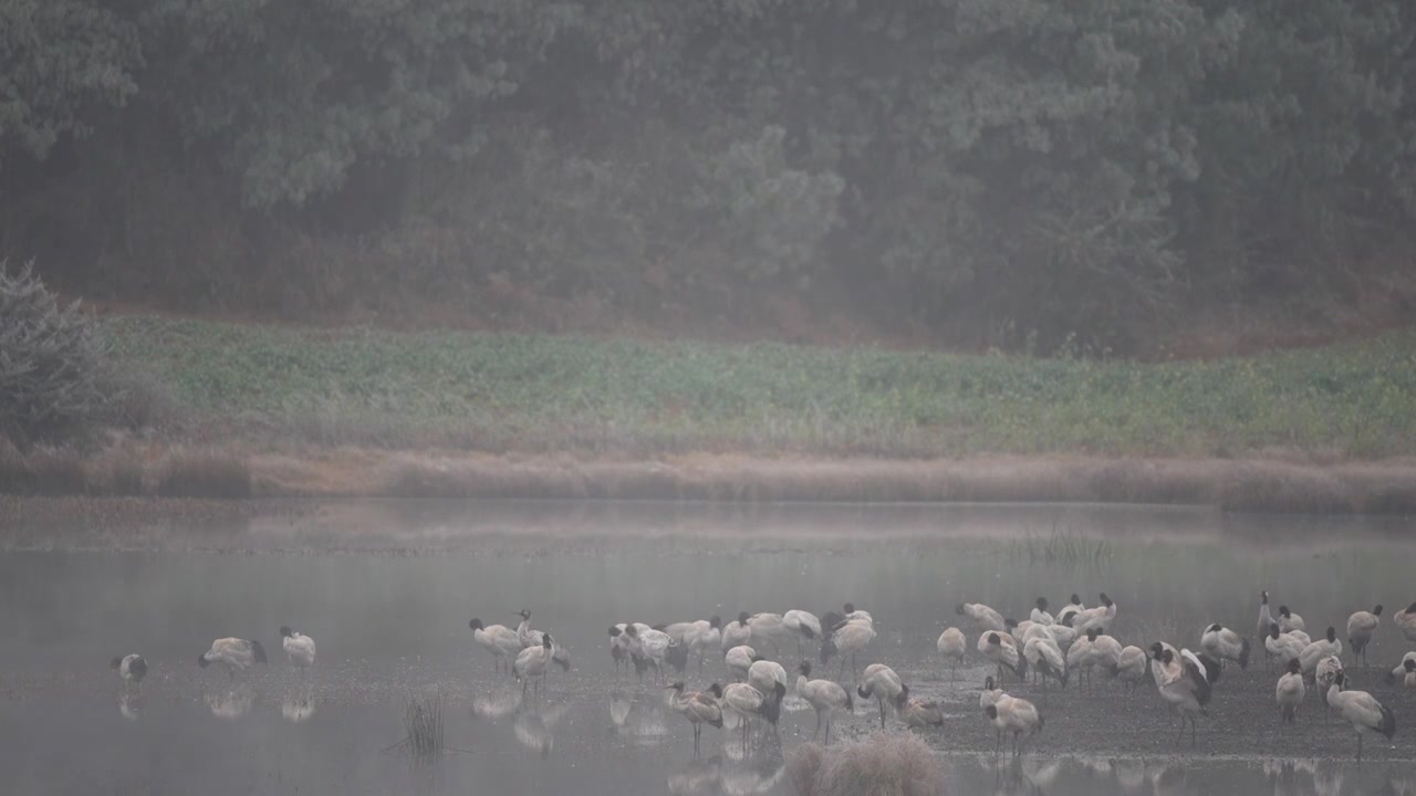 云南昭通高原湿地中的珍稀鸟类黑颈鹤视频素材画面4
