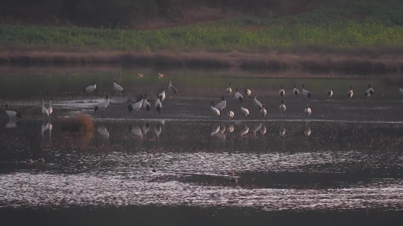 云南昭通高原湿地中的珍稀鸟类黑颈鹤视频素材画面1
