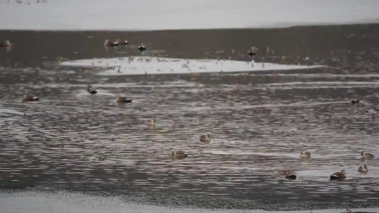 湿地中的野鸭在冰河中视频素材画面3