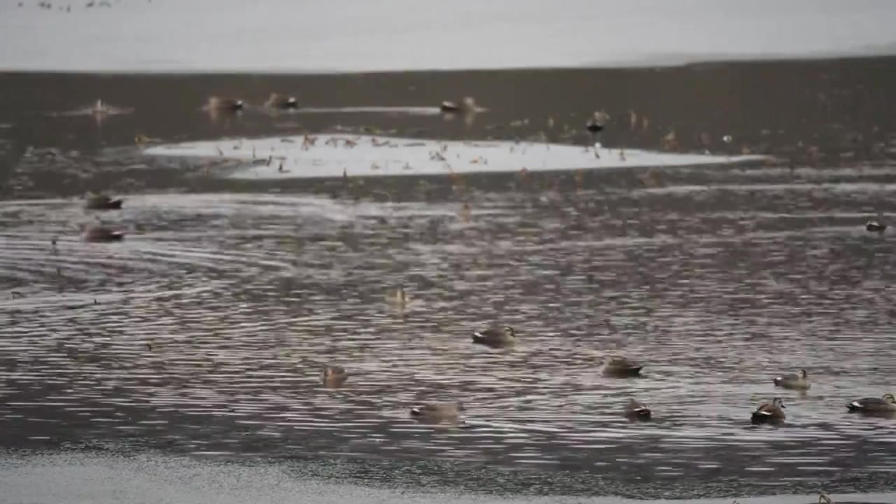 湿地中的野鸭在冰河中视频素材画面4