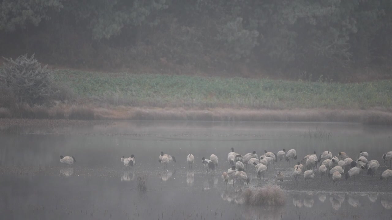 云南昭通高原湿地中的珍稀鸟类黑颈鹤视频素材画面1