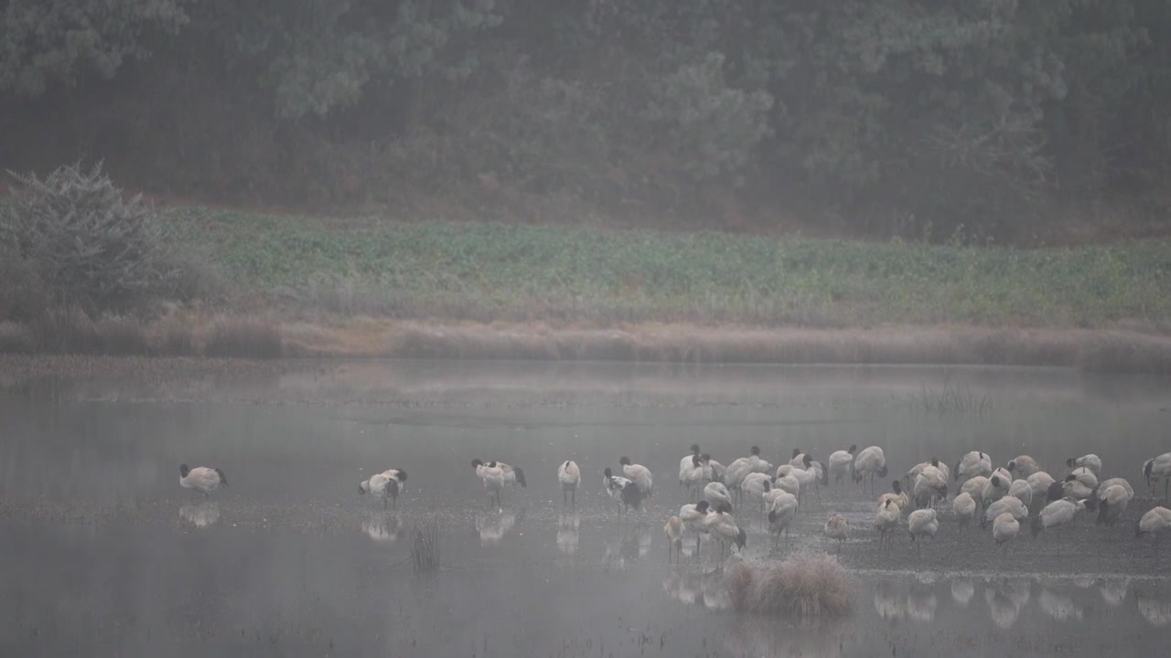 云南昭通高原湿地中的珍稀鸟类黑颈鹤视频素材画面3