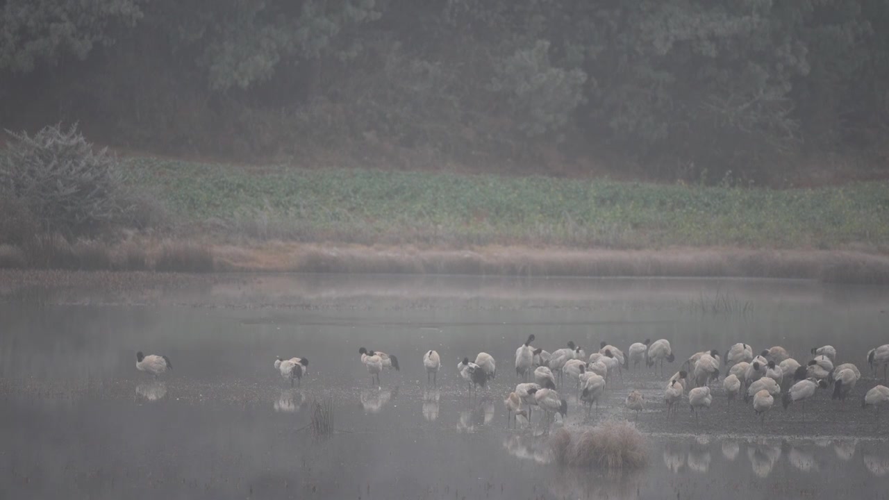 云南昭通高原湿地中的珍稀鸟类黑颈鹤视频素材画面4