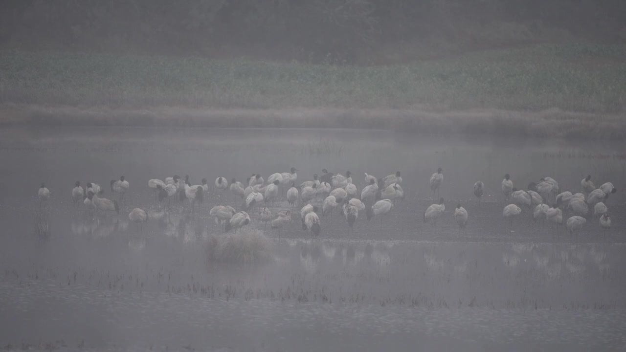 云南昭通高原湿地中的珍稀鸟类黑颈鹤视频素材画面1
