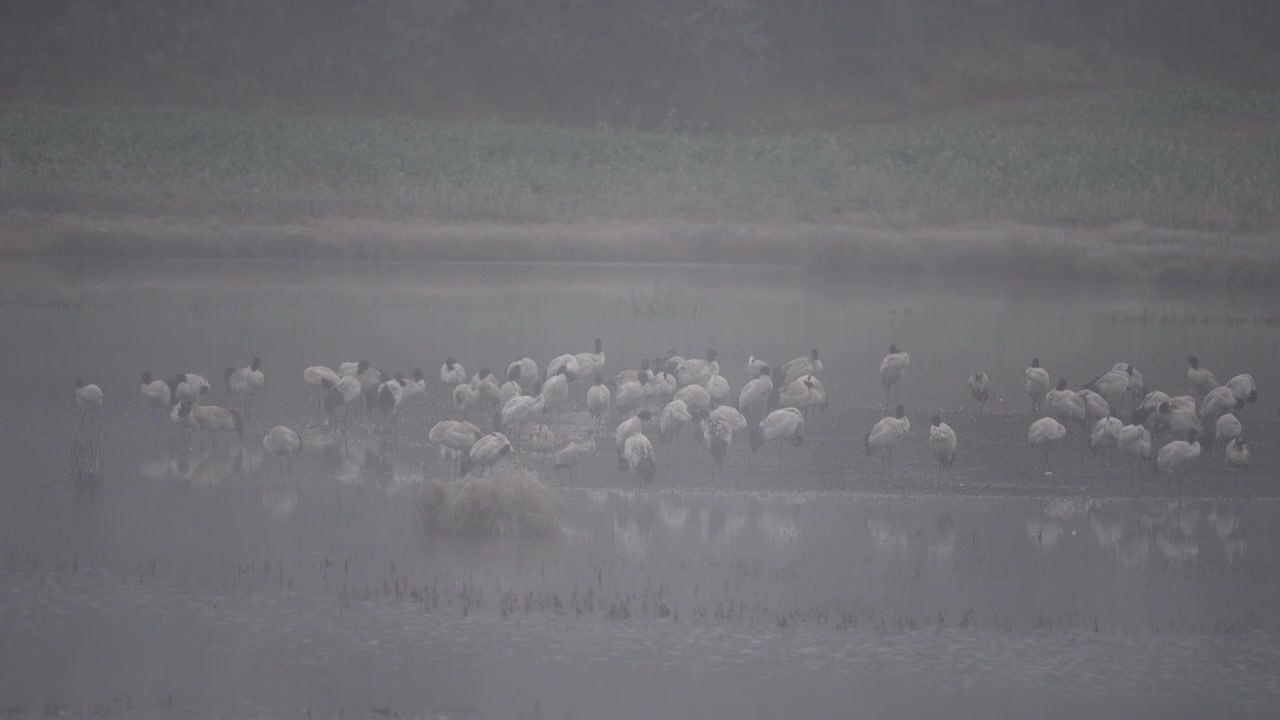 云南昭通高原湿地中的珍稀鸟类黑颈鹤视频素材画面3